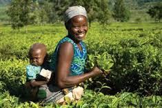 160921_malawian_tea_picker